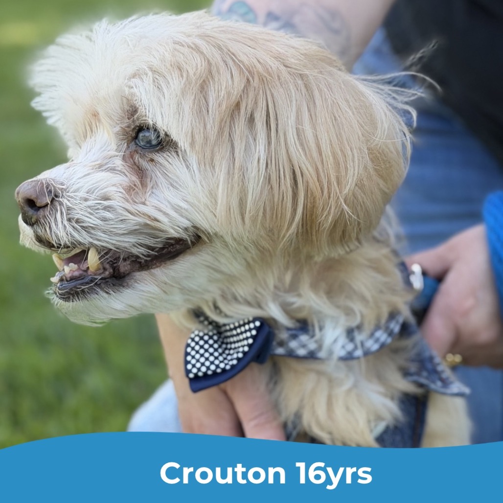Crouton (Jelani), photo 21