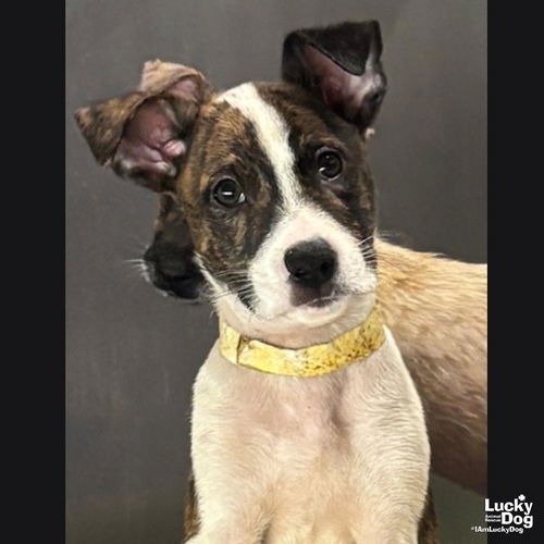 LUIGO - Shepherd / Queensland Heeler available for adoption