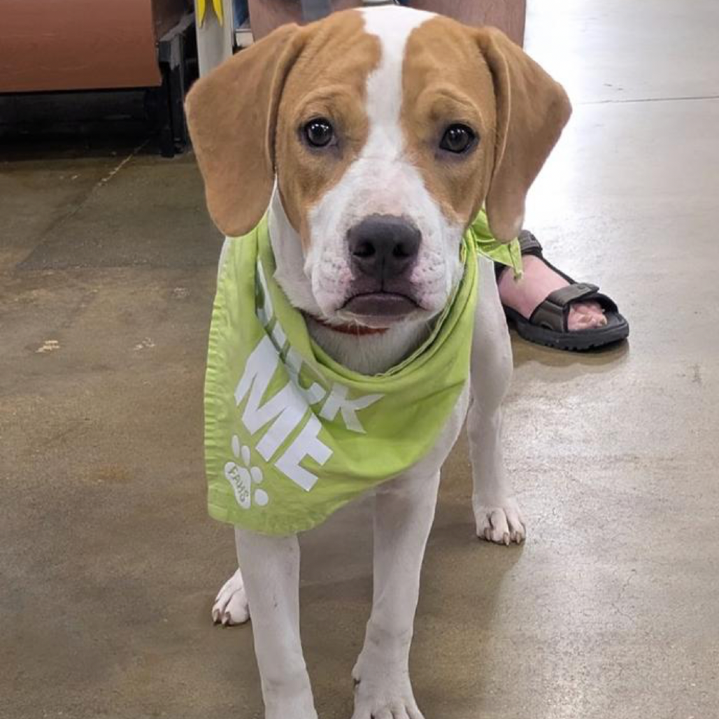BLONDIE - Coonhound, Treeing Walker / Retriever, Labrador available for adoption