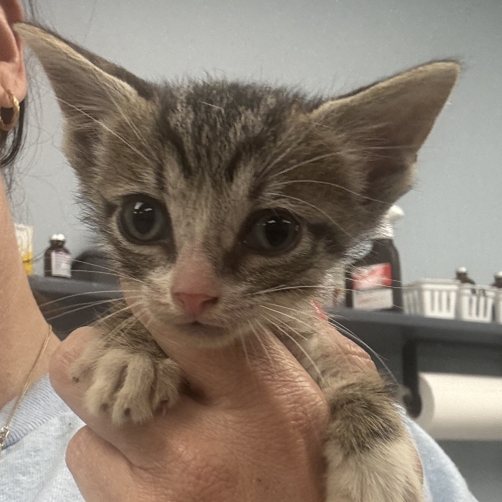 COWBOY - Domestic Shorthair available for adoption