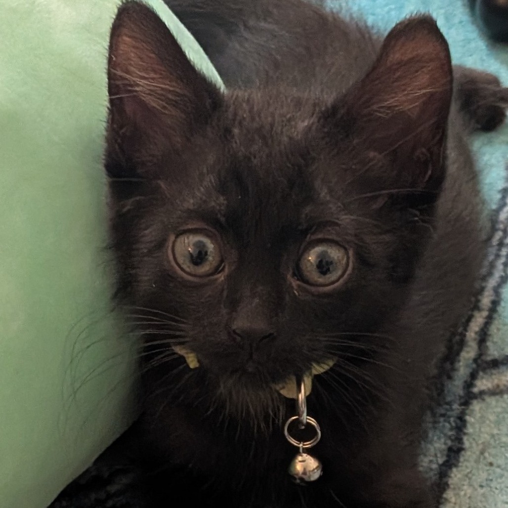 Luigi, photo 3