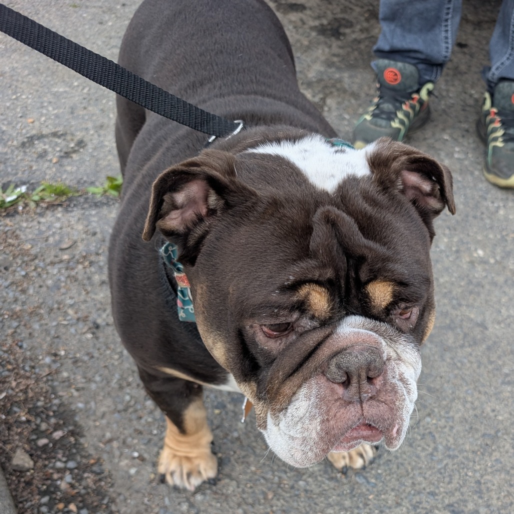 Tootsie — thumbnail 2