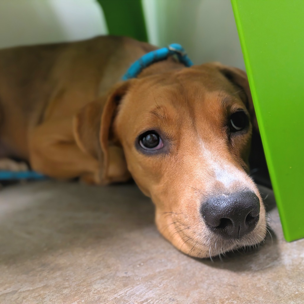 ISABELLA - Mixed Breed (Medium) available for adoption