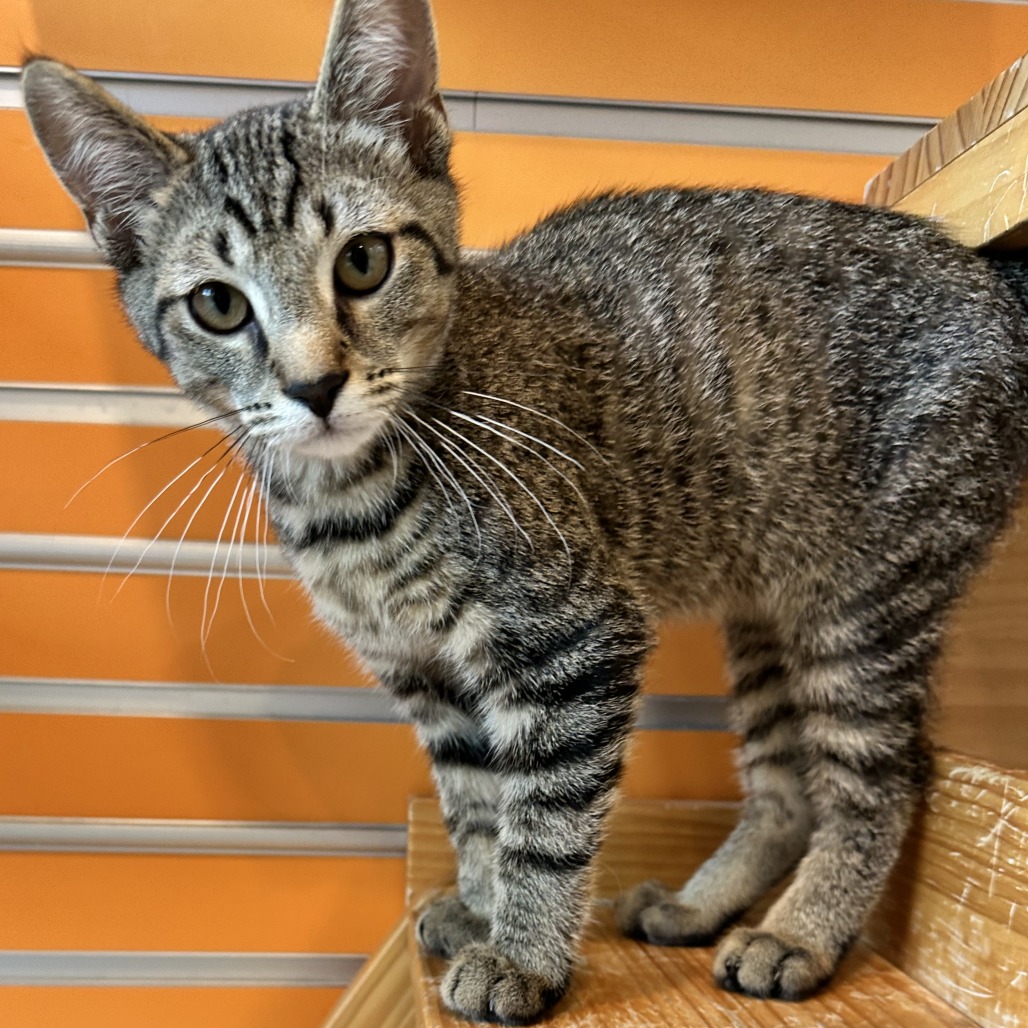 GREAT WHITE - Domestic Shorthair available for adoption