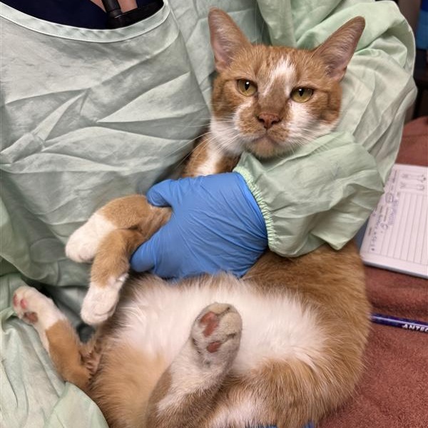 MARGE - Domestic Shorthair available for adoption
