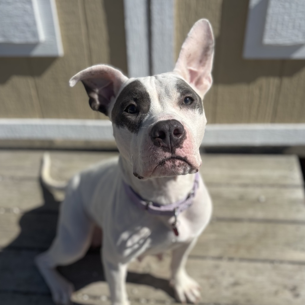 Pumpkin Spice Latte photo