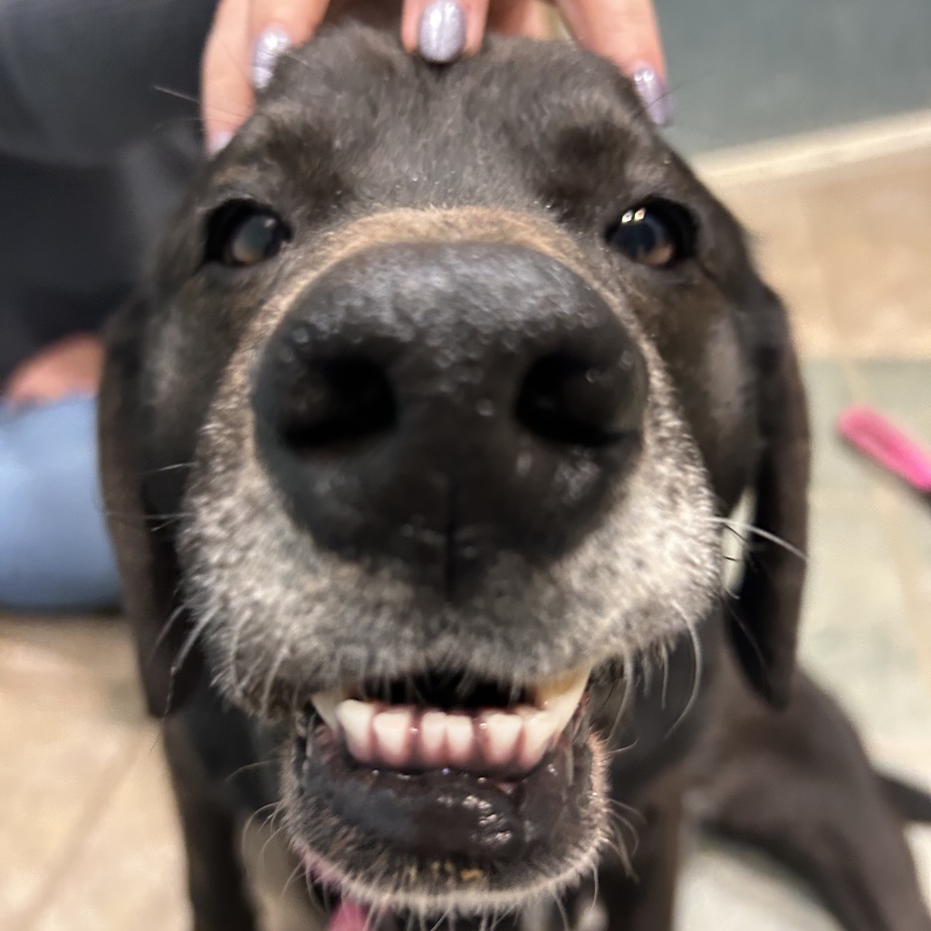 Willoughby — thumbnail 9