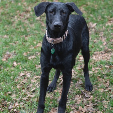 Bella, photo 5