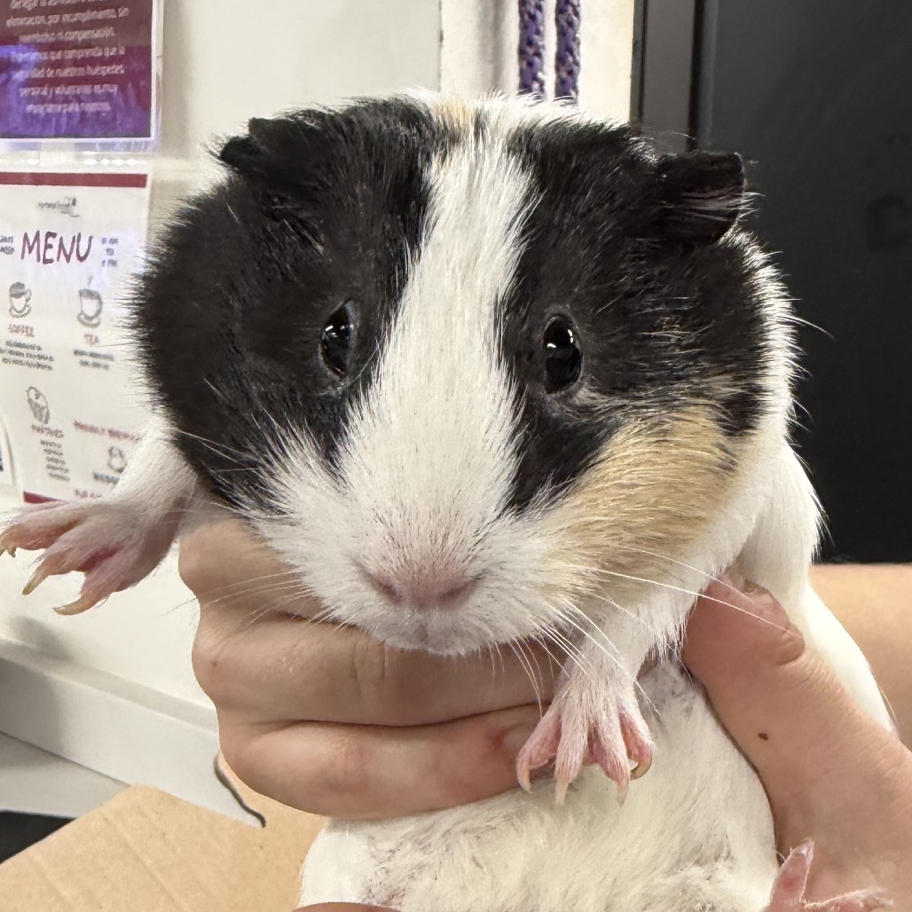 Oreo 2