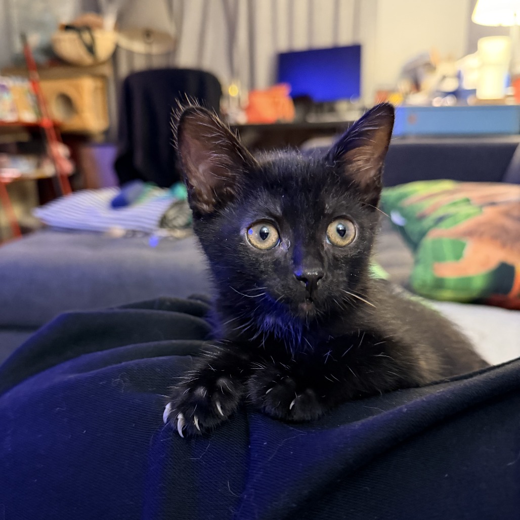 BROWNIE - Domestic Shorthair available for adoption