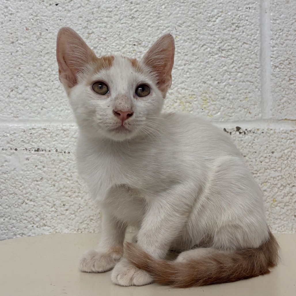 Photo of nick, available for adoption at PVAS