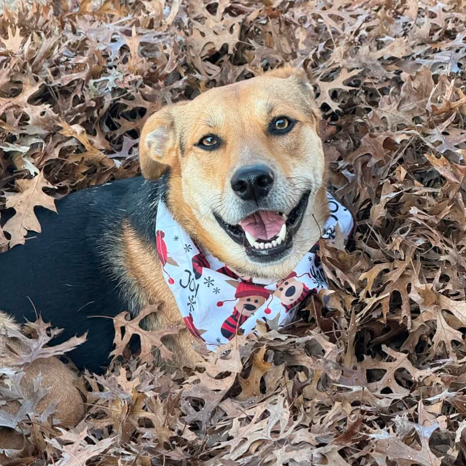 Nala2