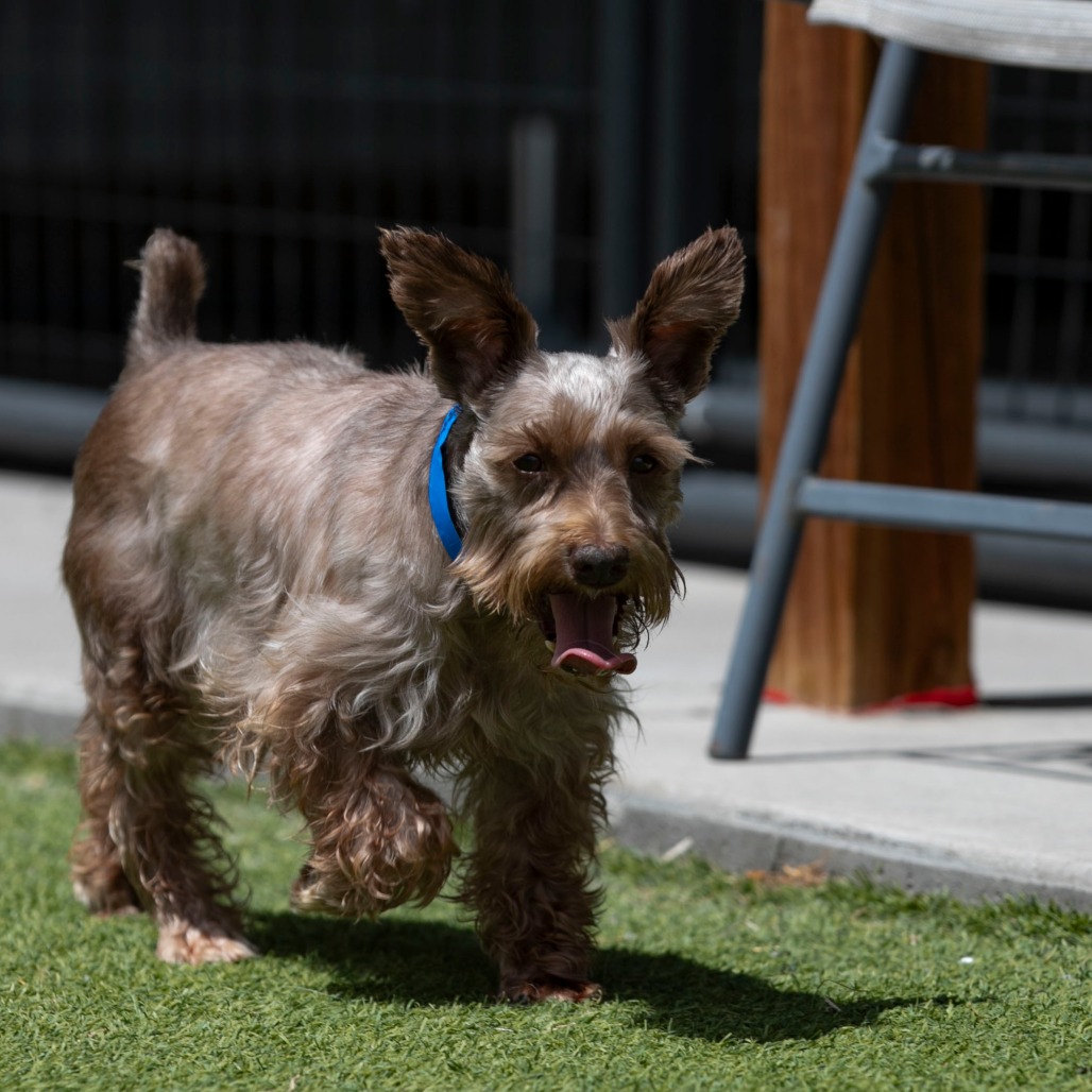 Charlie (JN26-59), photo 8