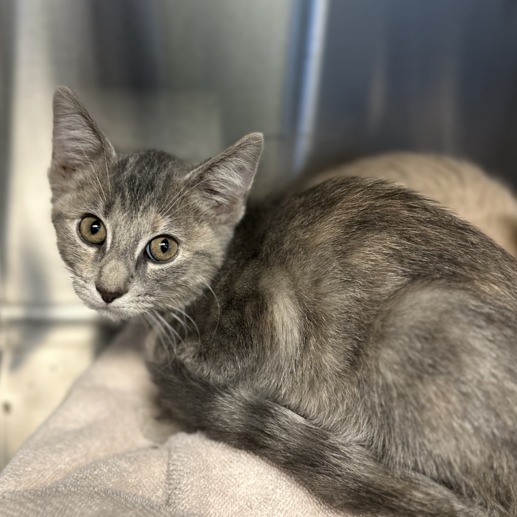 CORN - Domestic Shorthair available for adoption