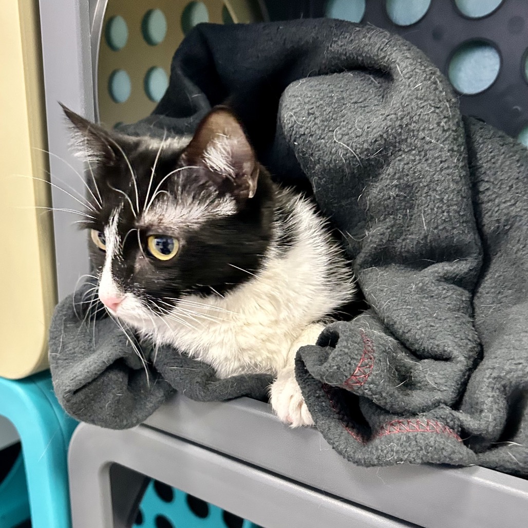 POCUS - Domestic Medium Hair available for adoption