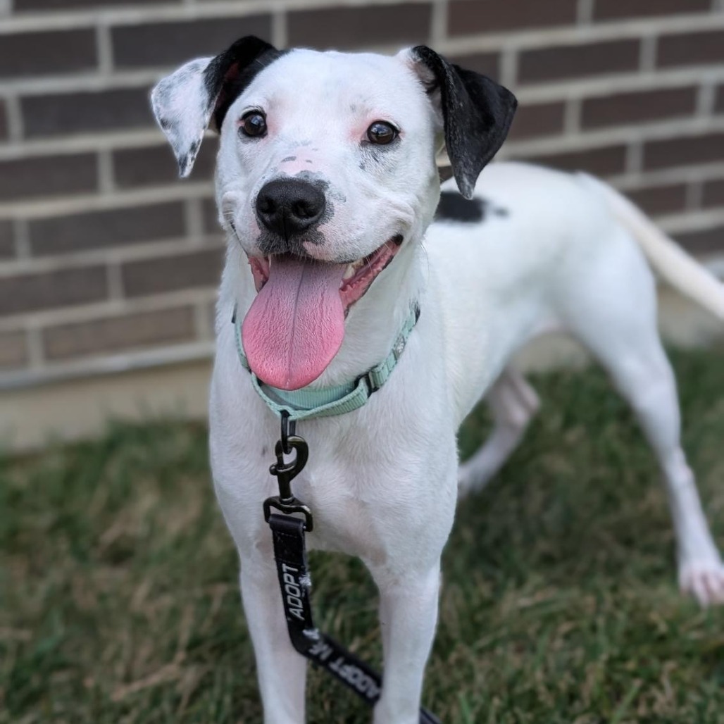 ROBERT - Mixed Breed (Medium) available for adoption
