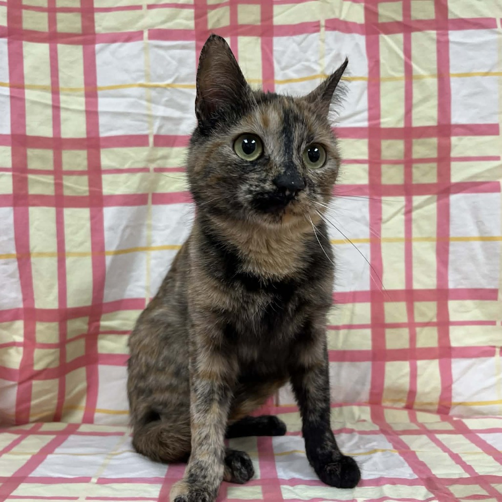 Babka — thumbnail 2