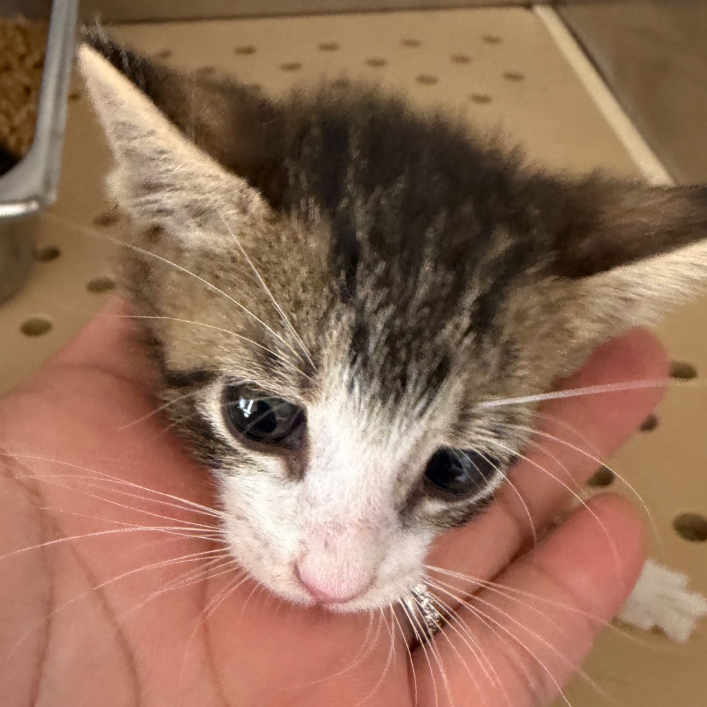 TRU - Domestic Shorthair available for adoption