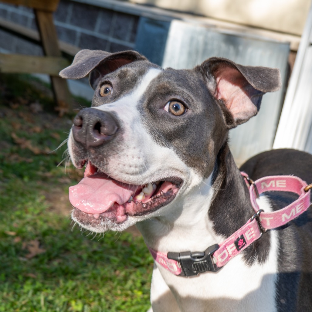 DALLAS - Terrier, American Pit Bull / Mix available for adoption