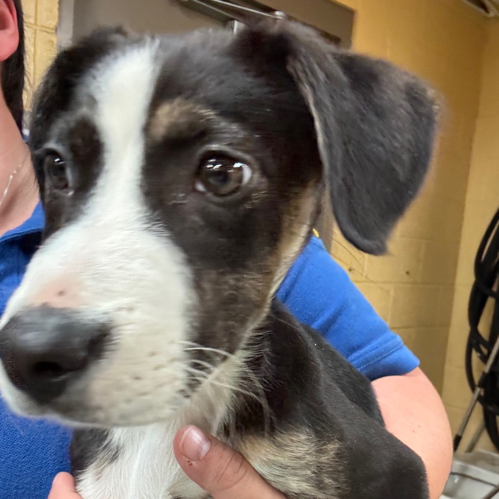 Ronnie — thumbnail 2