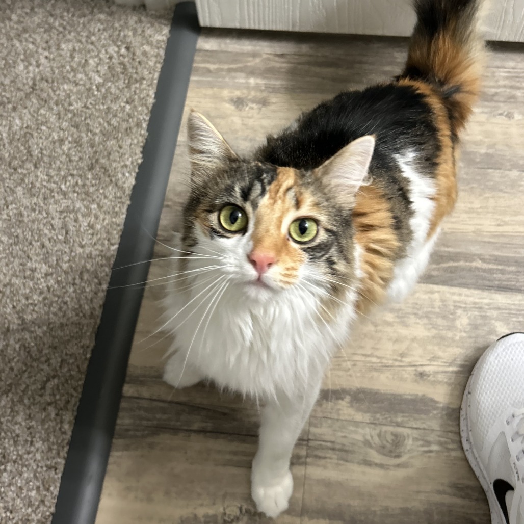 MAGGIE - Domestic Longhair available for adoption