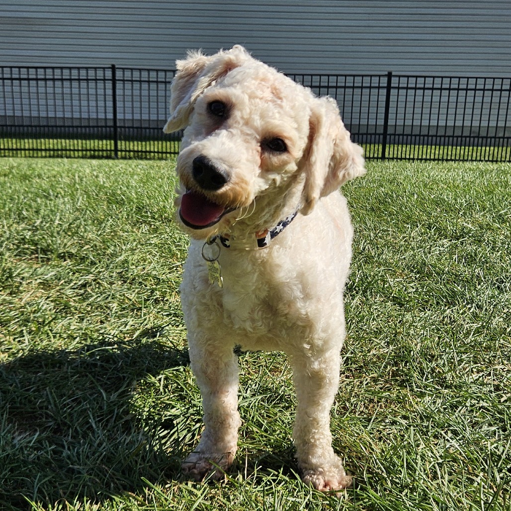 Gandalf - Louie's Legacy Animal Rescue