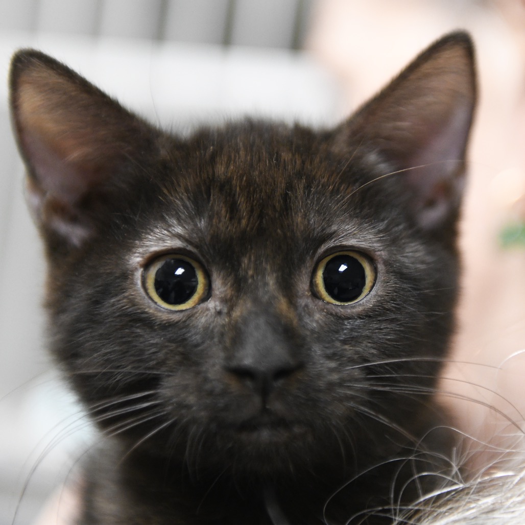 Leilani - Domestic Shorthair