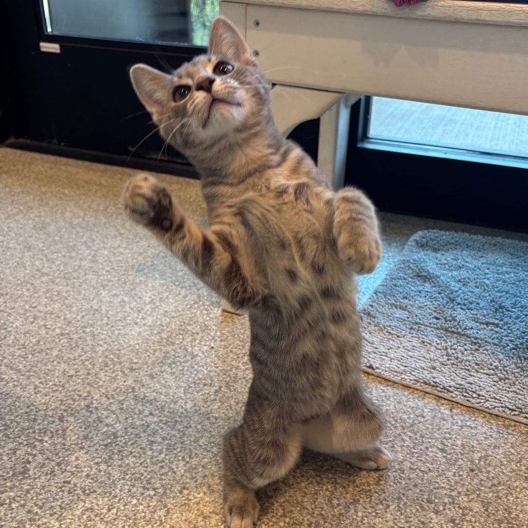 LEMON - Domestic Shorthair available for adoption