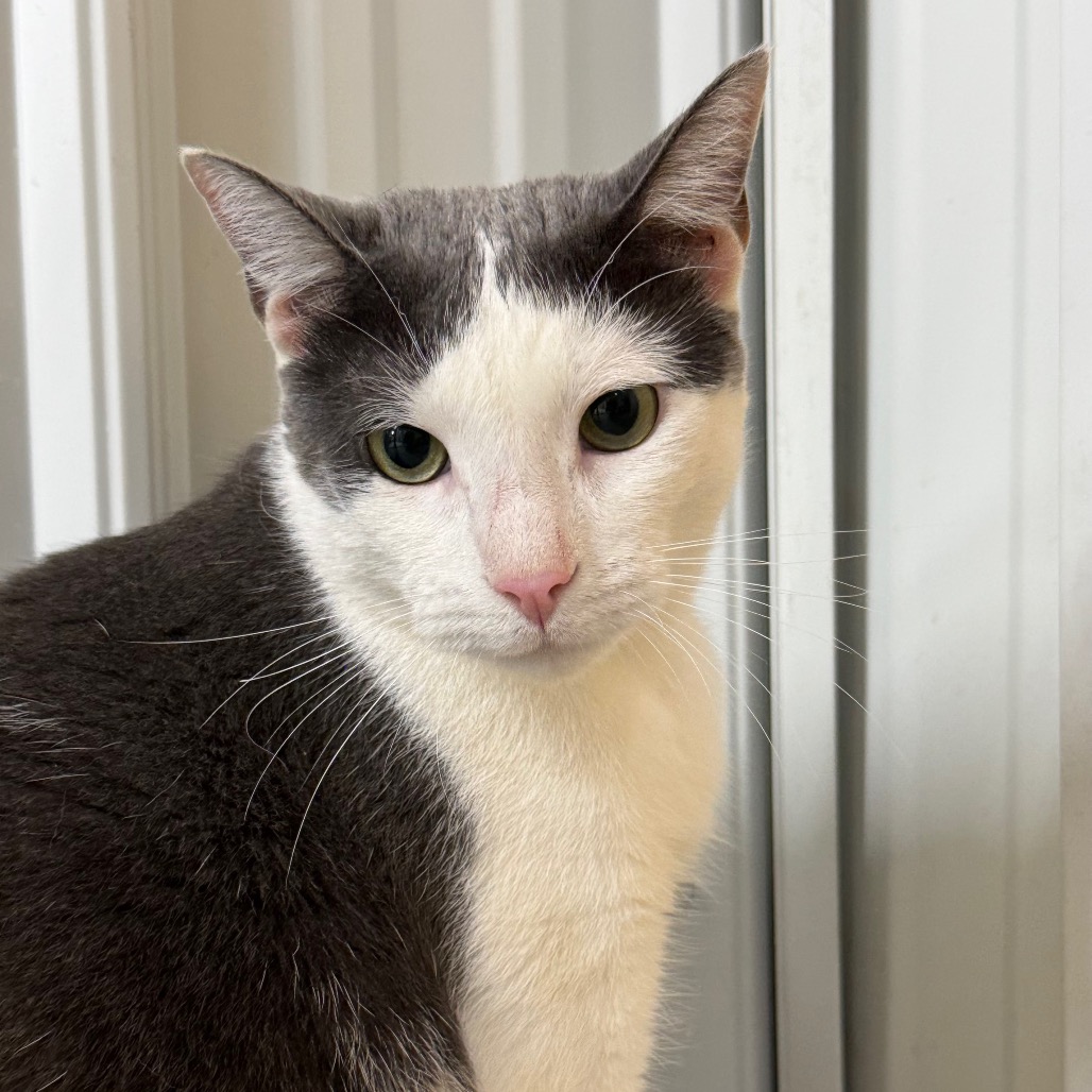 Bean, photo 12