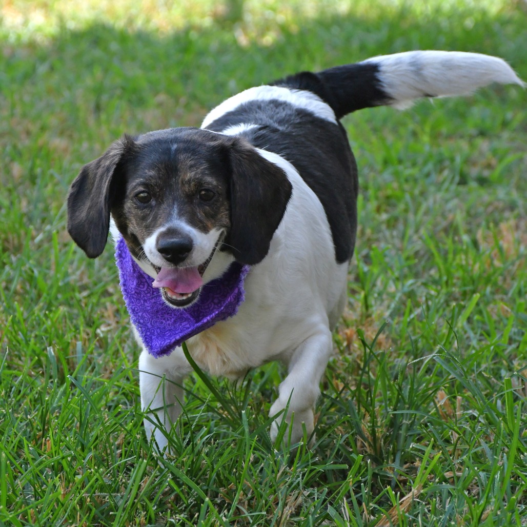 TRUDY - Beagle available for adoption