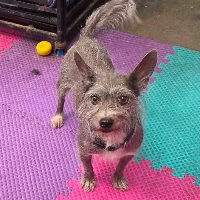 FOXY ROXY - Chinese Crested Dog / Chihuahua available for adoption