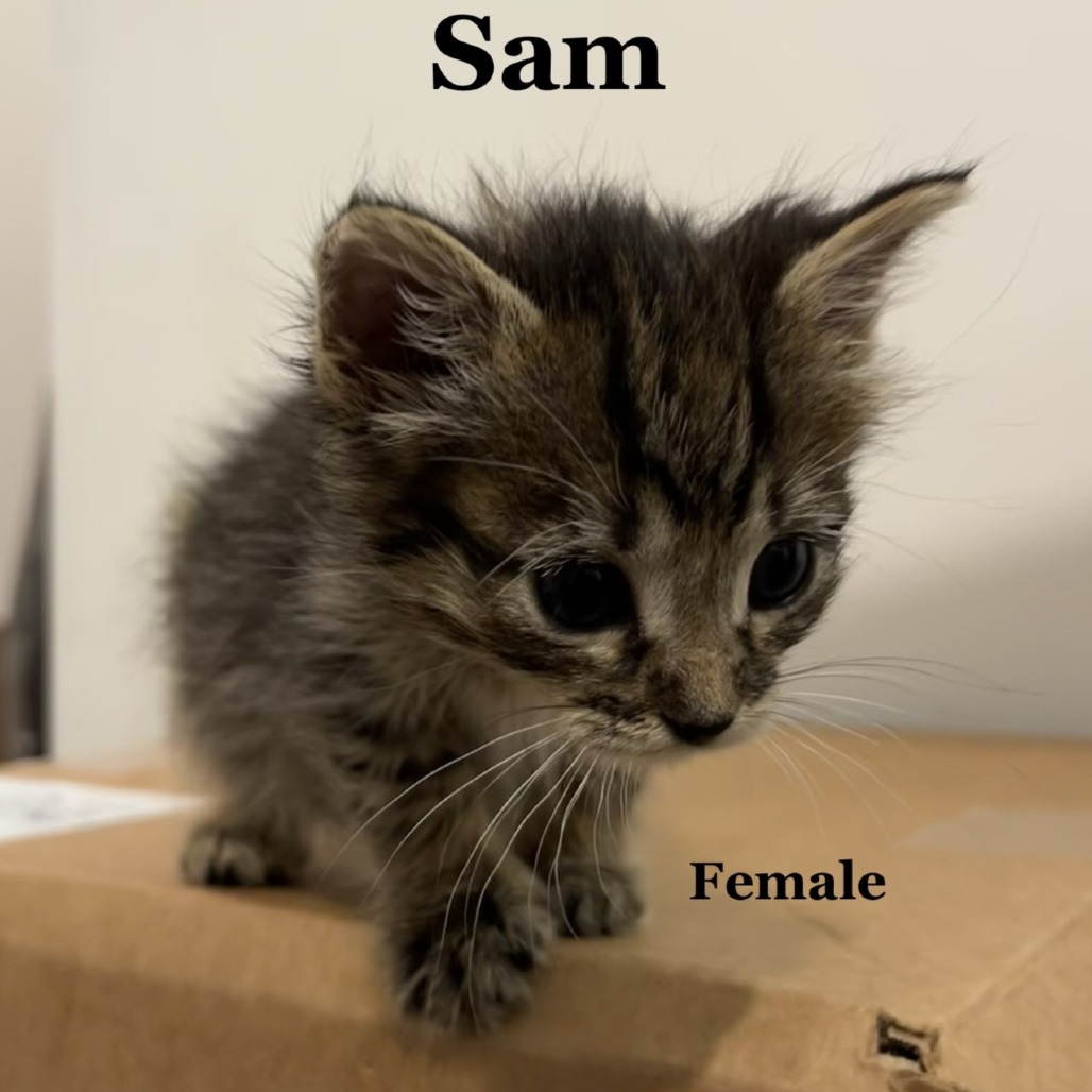 Sam C12416
