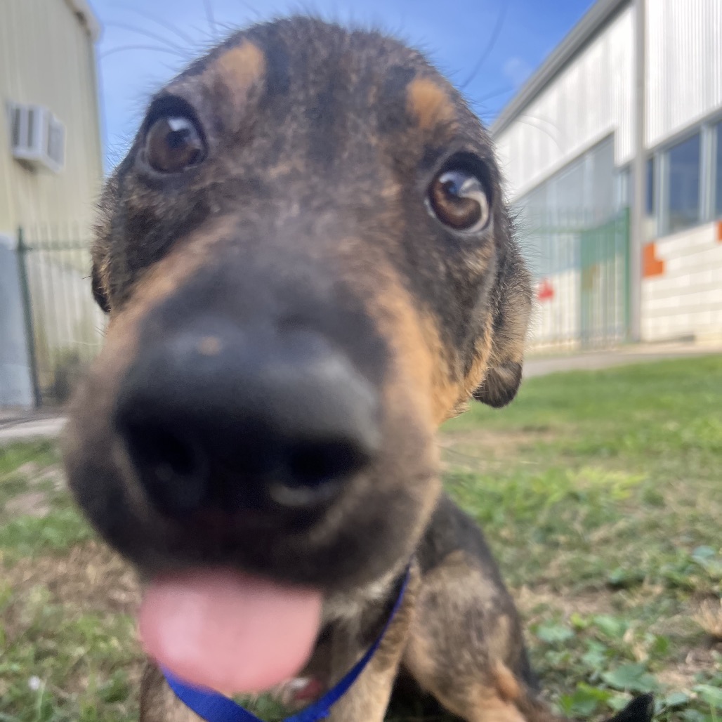 STITCH (663560) - Shepherd / German available for adoption