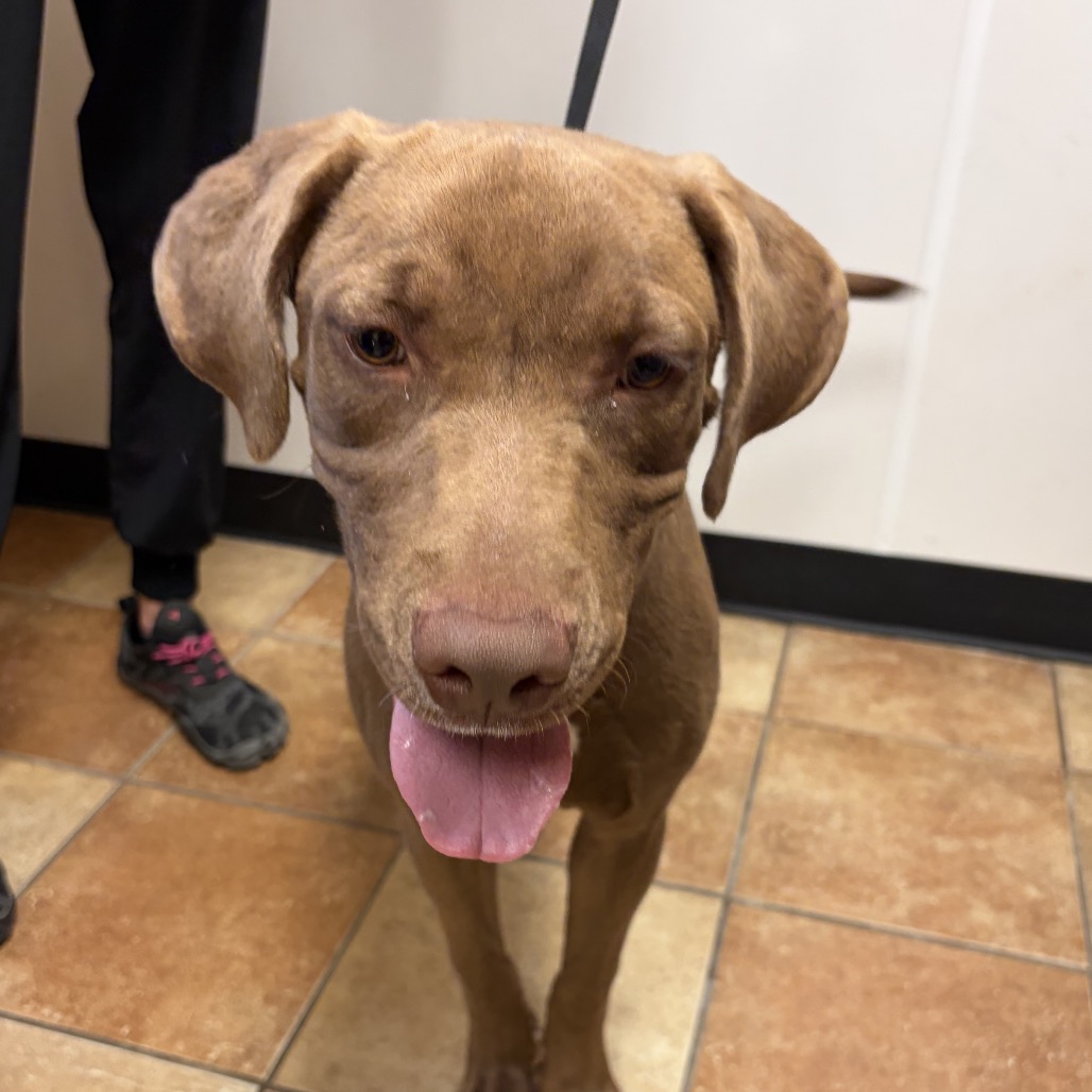 FWT DIGGER - Retriever, Chocolate Labrador / Mixed Breed (Large) available for adoption
