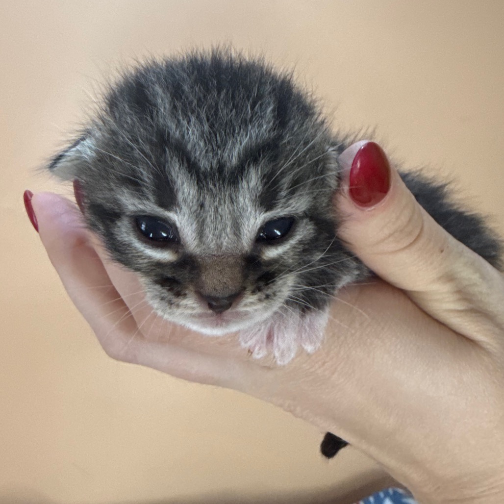 PENNE - Domestic Shorthair available for adoption