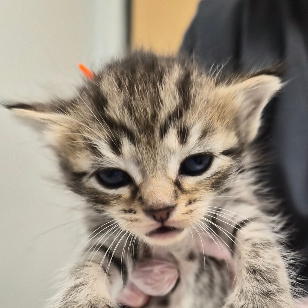 BOLOGNESE - Domestic Shorthair available for adoption