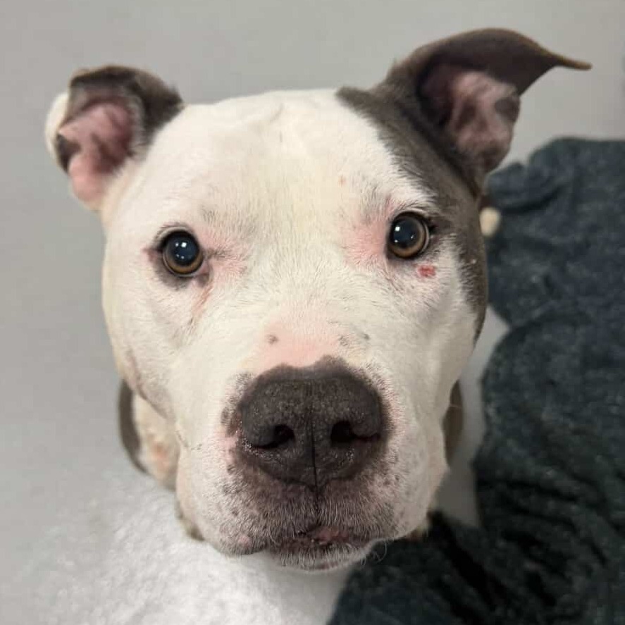 Leonidas, a 11 years old male Soft Coated Wheaten Terrier available for adoption from Southampton Animal Shelter Foundation in Hampton Bays, Suffolk