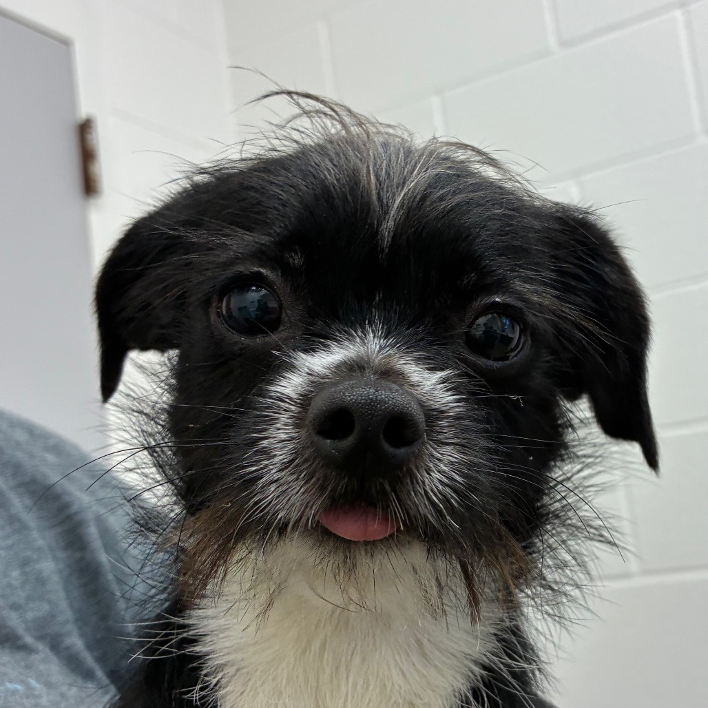 Mushu