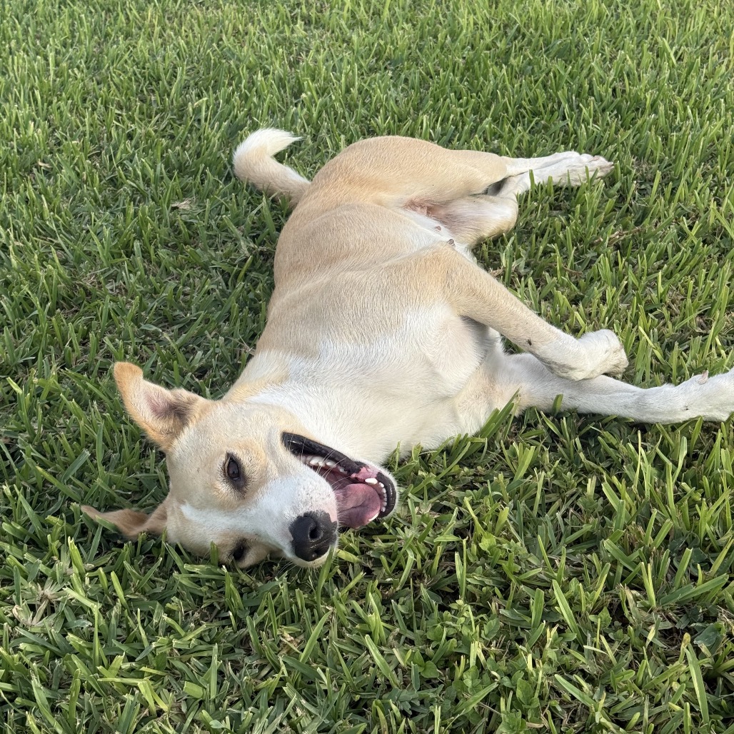 LUCY - Carolina Dog / Mixed Breed (Large) available for adoption