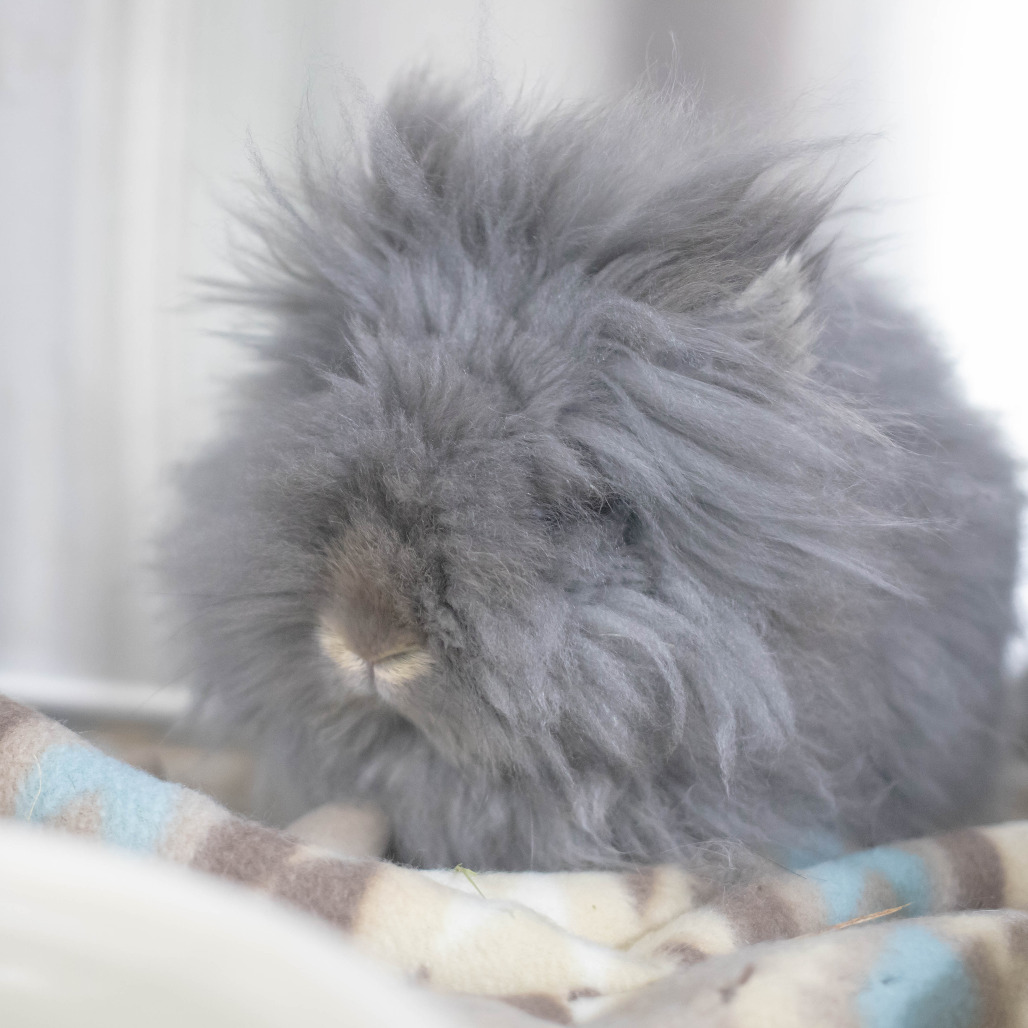 Poppy, photo 4