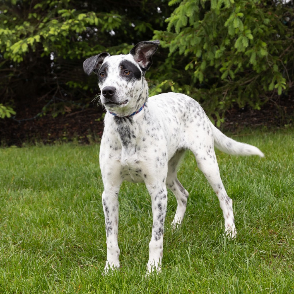 Ivan is available for adoption at Happy Bark