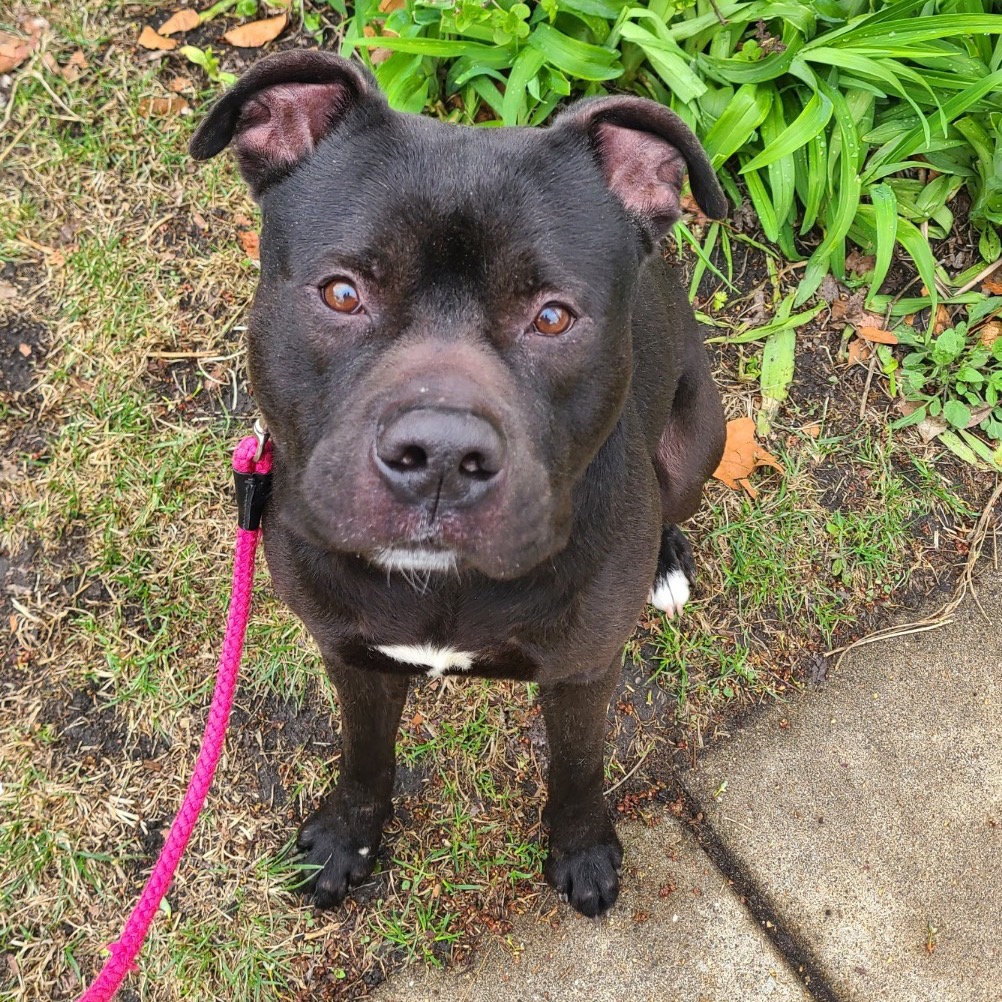 Pac-Man — thumbnail 2