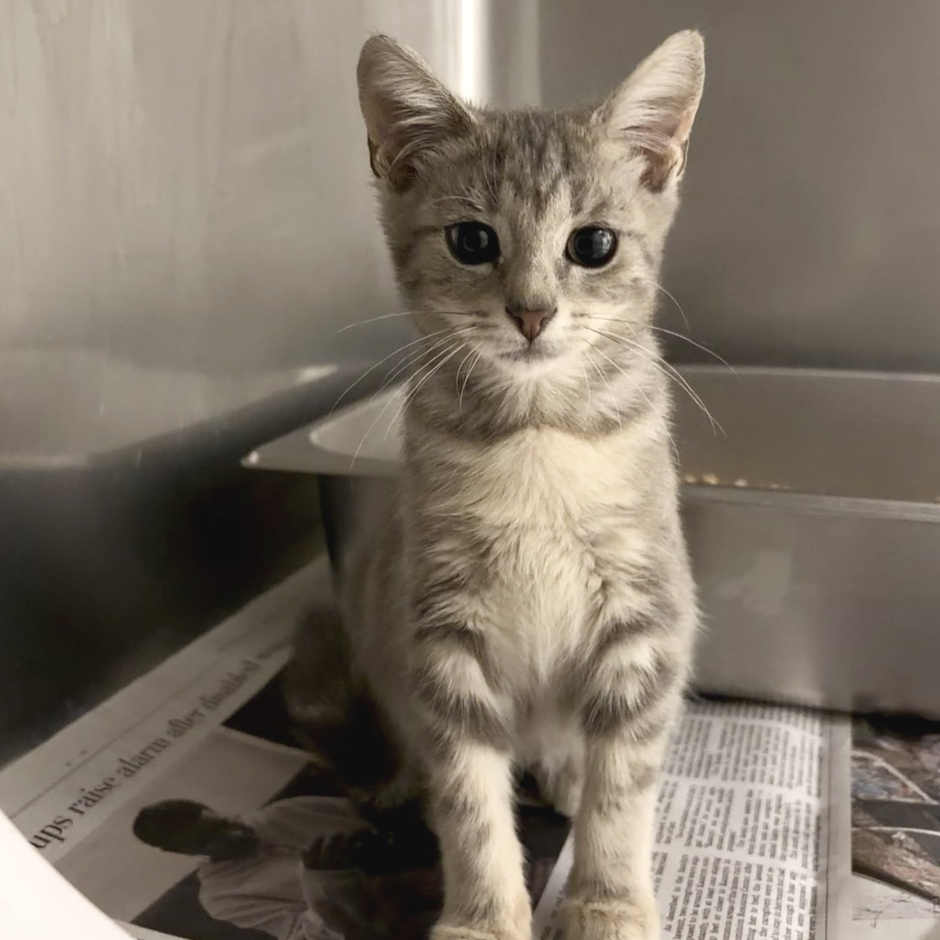 GRACIE - Domestic Shorthair available for adoption