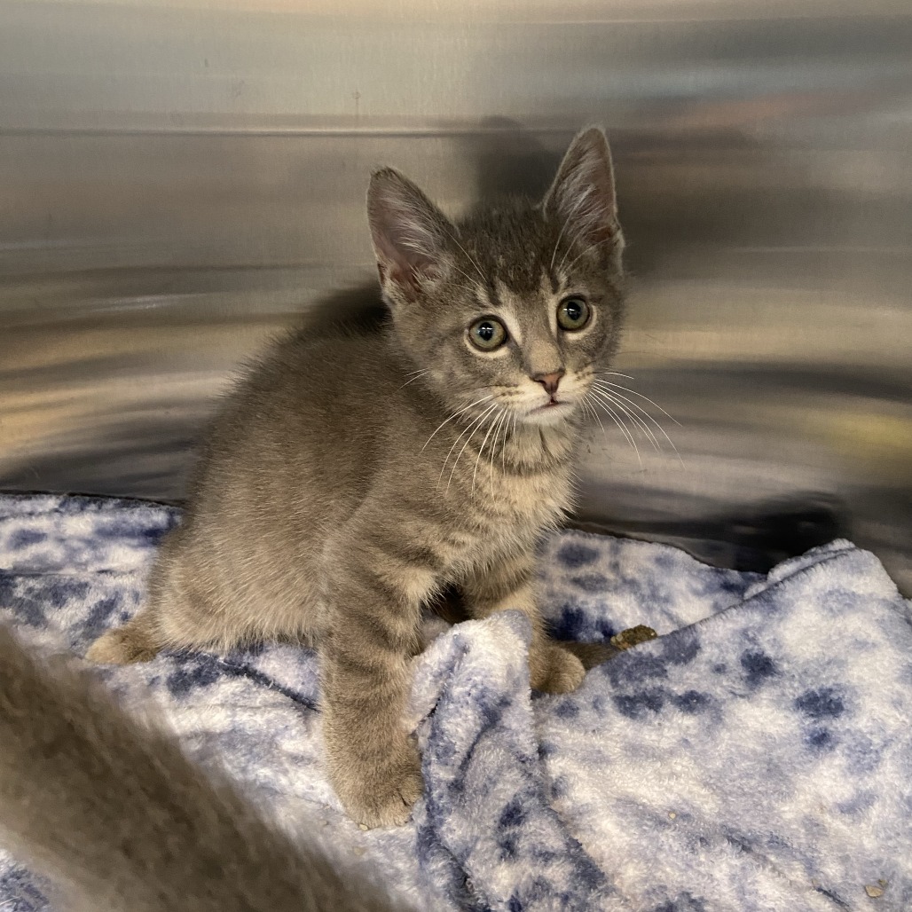 MR. BOBINSKY - Domestic Shorthair available for adoption