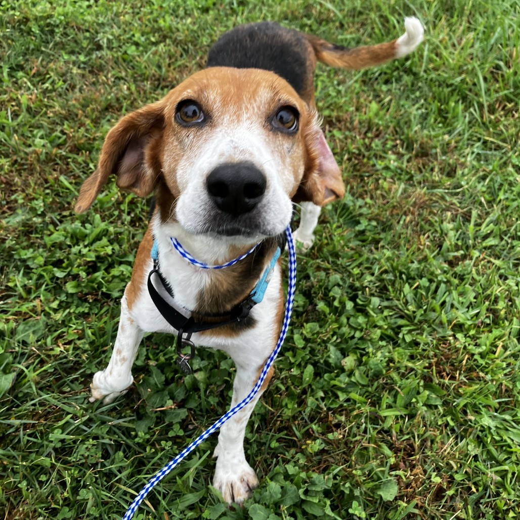 BO PEEP (IN FOSTER) - Beagle / Mix available for adoption