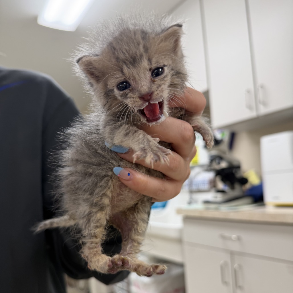 Clancy, available for adoption