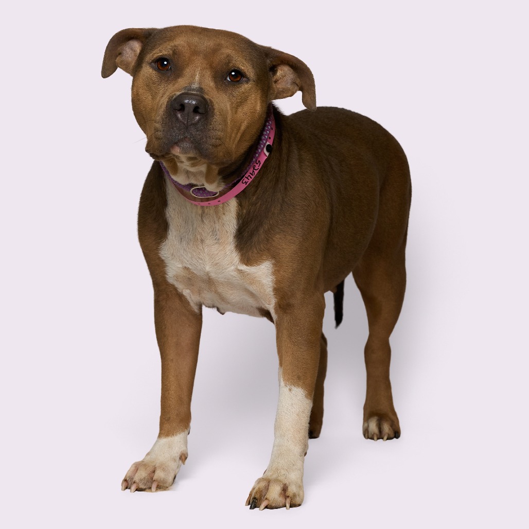 Lily — thumbnail 3