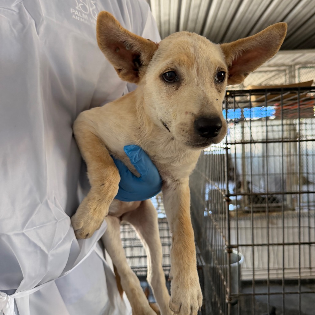 IGGLYBUFF - Terrier / Pit Bull available for adoption
