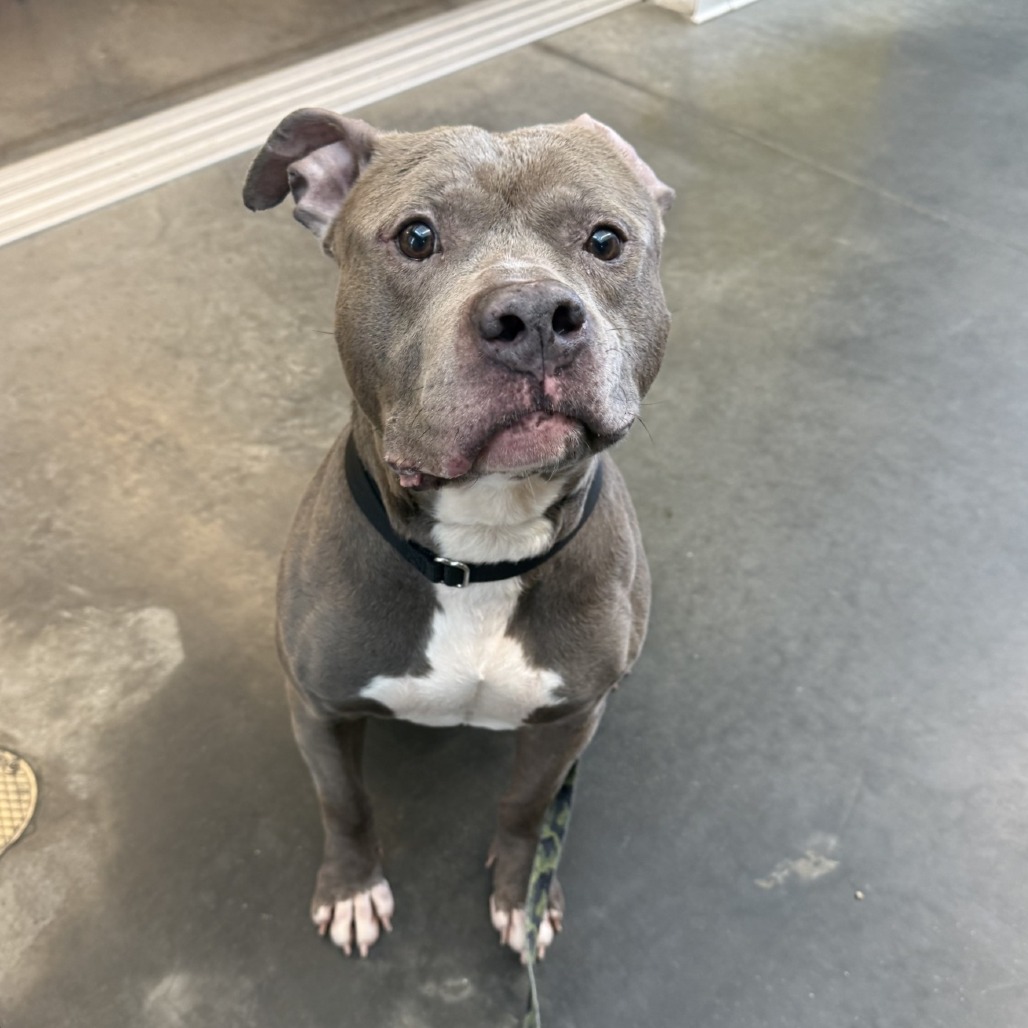 Photo of Blueberry Jam 6