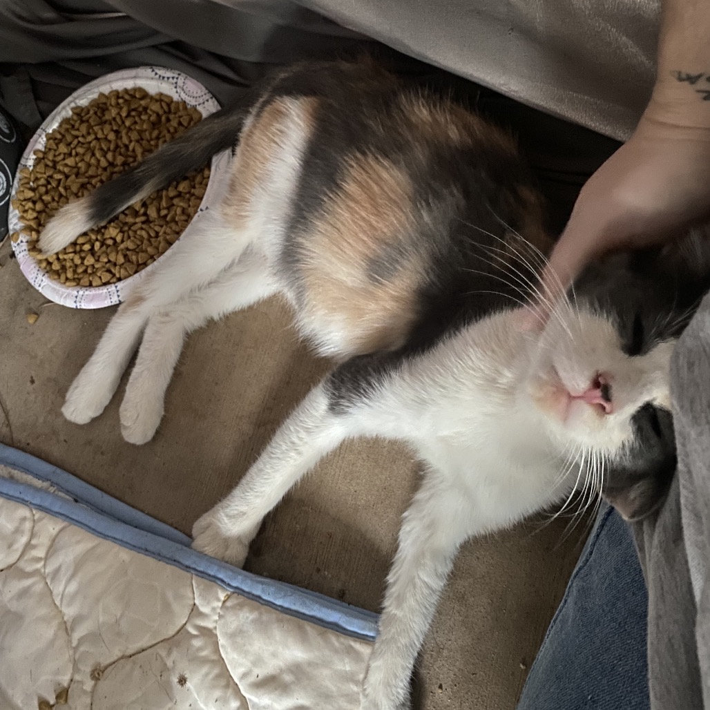 JUNIPER — thumbnail 2